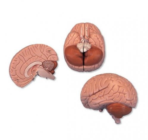 Cervello 3B Scientific®, in 2 parti