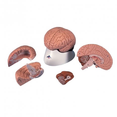 Cervello 3B Scientific®, modello classico, in 4 parti