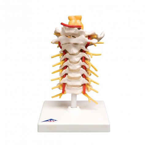 Colonna vertebrale cervicale 3B Scientific®