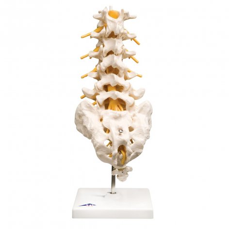 Colonna vertebrale lombare 3B Scientific®