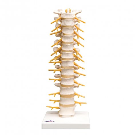 Colonna vertebrale toracica 3B Scientific®