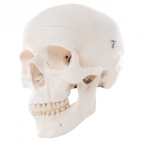 Cranio 3B Scientific®, modello classico, in 3 parti