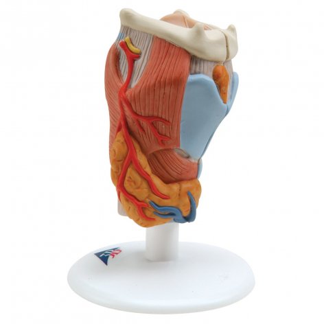 Laringe 3B Scientific®, in 2 parti