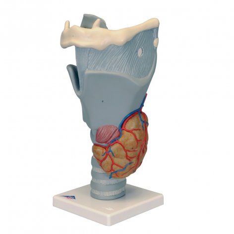 Laringe 3B Scientific®, modello funzionale, ingrandito 2,5 volte