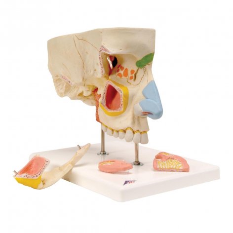 Naso con seni paranasali 3B Scientific®, 5 pezzi