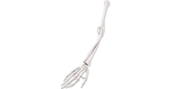 Scheletro del braccio, destro, 3B Scientific®