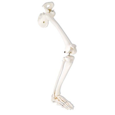 Scheletro della gamba 3B Scientific® con osso iliaco