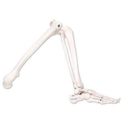 Scheletro della gamba, 3B Scientific®