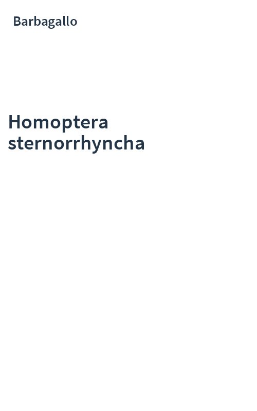 Homoptera sternorrhyncha