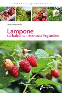 Lampone sul balcone, in terrazzo, in giardino