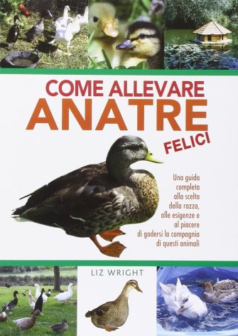 Come allevare anatre felici 