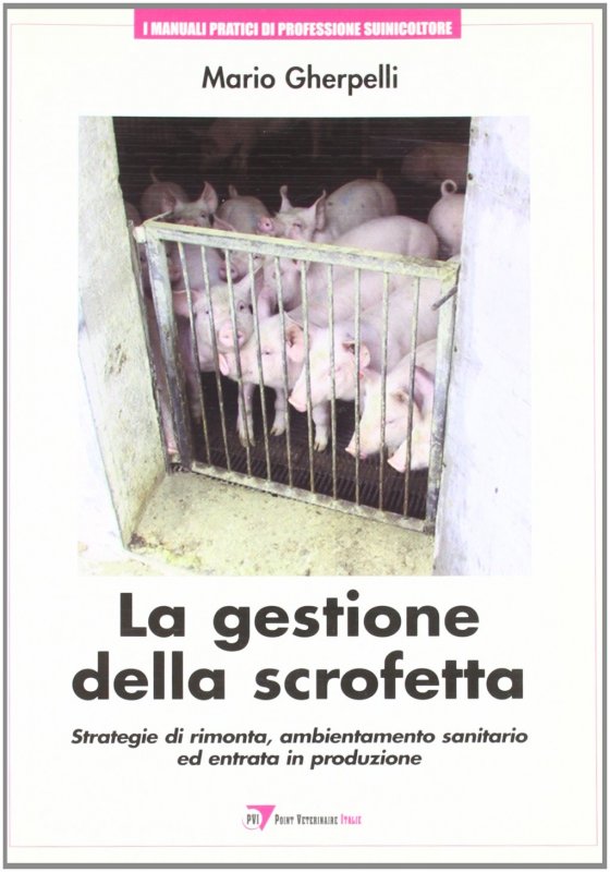 La gestione della scrofetta: strategie di rimonta, ambientamento sanitario ed entrata in produzione