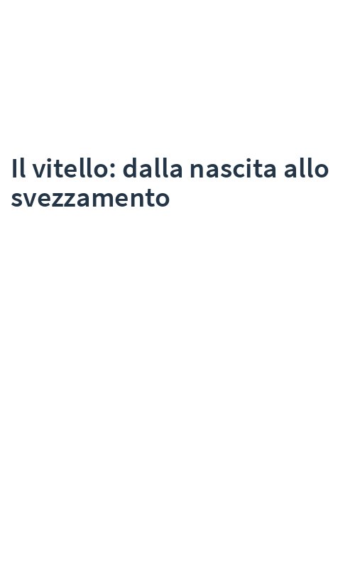 Il vitello: dalla nascita allo svezzamento