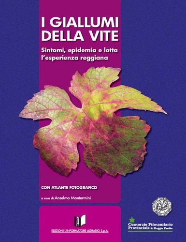 Giallumi della vite. Sintomi