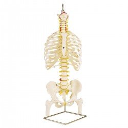 Colonna vertebrale flessibile classica, con cassa toracica, 3B Scientific®
