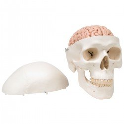 Cranio 3B Scientific®, modello classico, con cervello, in 8 parti