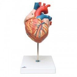 Cuore 3B Scientific®, ingrandito 2 volte, in 4 parti