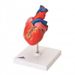 Cuore, modello classico, in 2 parti