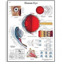 Human Eye