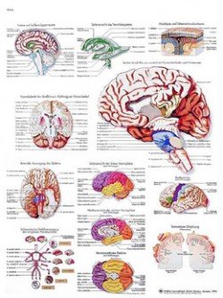 Poster anatomico - Il cervello umano