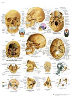 Il cranio umano