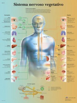 3B Scientific tavola anatomica Poster Il Sistema Nervoso Periferico cod