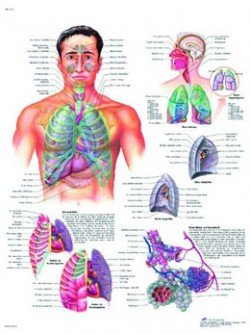 Il sistema respiratorio