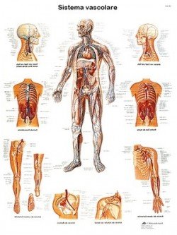 Il sistema vascolare