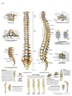 La colonna vertebrale umana