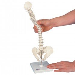 Mini colonna vertebrale 3B Scientific®, elastica, su stativo
