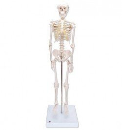 Mini scheletro Shorty 3B Scientific®, su base