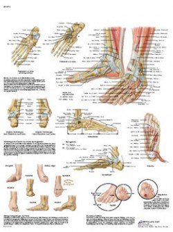 Poster anatomico - Il piede e l'articolazione del piede