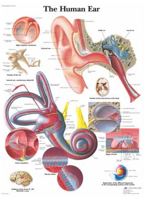 The Human Ear