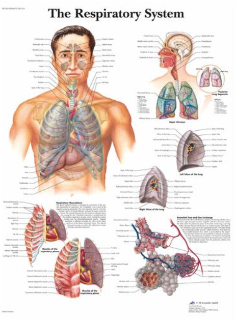 The Respiratory System