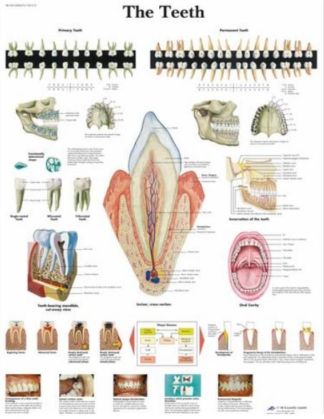 The Teeth