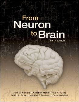 From Neuron to Brain