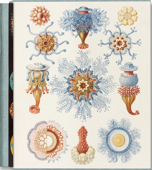 The art and science of Ernst Haeckel. Ediz. inglese, francese e tedesca