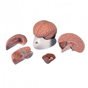 Cervello 3B Scientific®, modello classico, in 4 parti