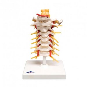 Colonna vertebrale cervicale 3B Scientific®