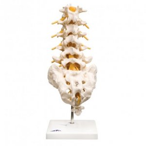 Colonna vertebrale lombare 3B Scientific®