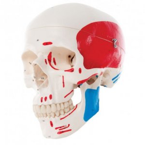 Cranio 3B Scientific®, modello classico, dipinto, in 3 parti