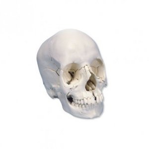 Cranio scomponibile 3B Scientific® - Versione anatomica in 22 parti