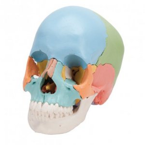 Cranio scomponibile 3B Scientific®- Versione didattica in 22 parti