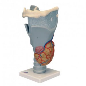 Laringe 3B Scientific®, modello funzionale, ingrandito 2,5 volte