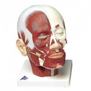 Muscolatura della testa 3B Scientific®