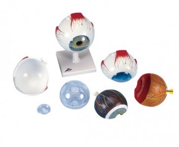 Occhio 3B Scientific®, ingrandito 5 volte, in 6 parti