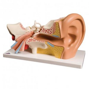 Orecchio 3B Scientific®, ingrandito 3 volte, in 4 parti