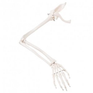 Scheletro del braccio con scapola e clavicola 3B Scientific®, destro