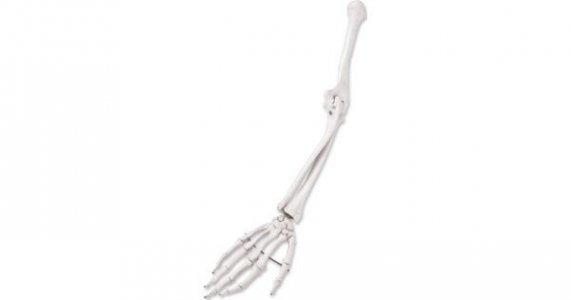 Scheletro del braccio, destro, 3B Scientific®