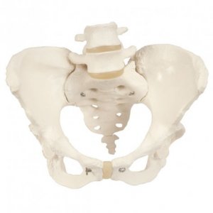 Scheletro di bacino 3B Scientific®, femminile
